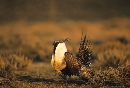 sage grouse