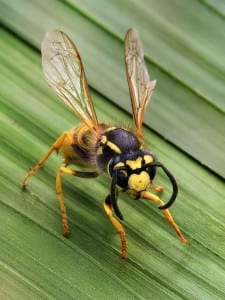 800px-Vespula_germanica_Richard_Bartz