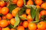 Satsuma oranges