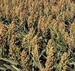 sorghum acreage