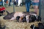 county fair-mother pig nursing piglets