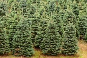 Christmas tree farm