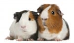 Guinea pigs, 3 years old