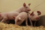 Dr. Rany Prather has genetically modified pigs to be immune to PRRS