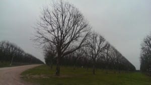 pecan crop