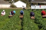 Migrant workers working in the strawberry field