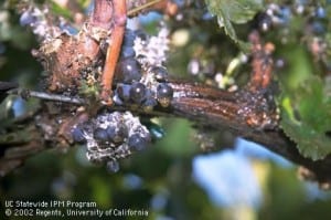 mealybug control