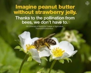 Feed a Bee