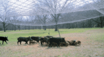 A sounder of feral hogs eating bait beneath a drop-net