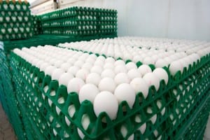 egg production