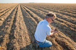 No-till and cover cropping strategies help to build soil organic matter and sequester carbon, while also improving soil quality and retaining soil moisture. In a no-till field that will soon be planted to processing tomatoes, Fresno County UCCE advisor Dan Munk uncovers the residue from a winter cover crop of triticale.