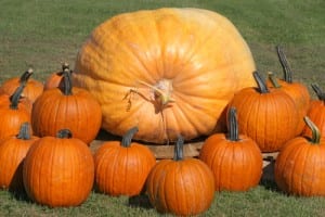Giant Pumpkins