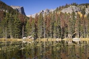 Pine Beetle Damaged Forest