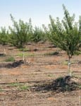 More-efficient irrigation technologies -- like this drip system in an almond orchard in Yolo County -- save water, conserve energy and reduce greenhouse gas emissions.