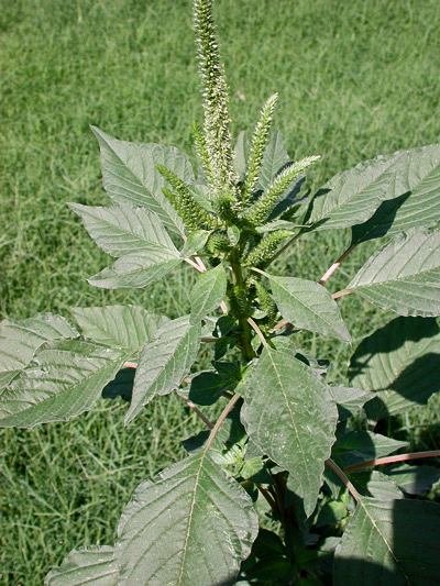 pigweed research southeast agnet pigweed pictures