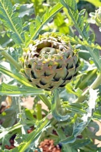 Artichoke Hearts
