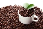 Coffee crop