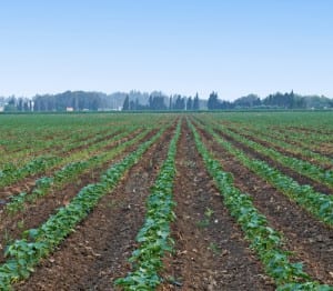 cotton producers field