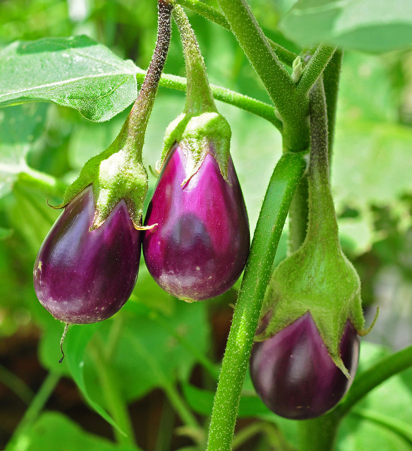 purple veggies