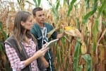 Farmers in cornfield using electronic tablet