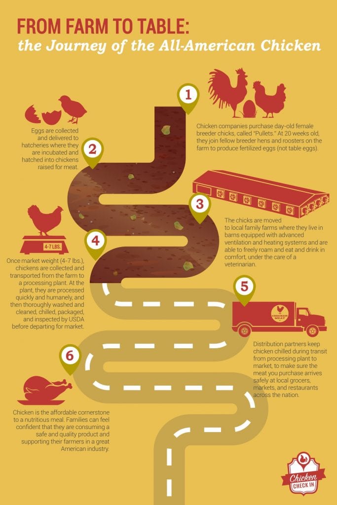 Infographic Journey of All American Chicken