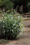 Johnsongrass research