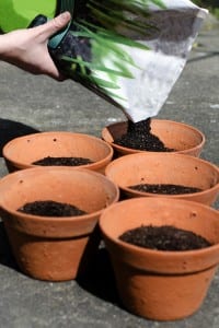 Hand pouring planting potting mix soil into pots in the garden for strawberries.