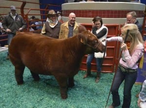 Lewis Hall, left, Richard Hall, center, and Sheri Hall bid $240,000 for Madilyn Priesmeyer's grand champion steer Bob Marley at the Stock Show’s Sale of Champions. Image credit: Max Faulkner Star-Telegram Lewis Hall, left, Richard Hall, center, and Sheri Hall bid $240,000 for Madilyn Priesmeyer's grand champion steer Bob Marley at the Stock Show’s Sale of Champions. Image credit: Max Faulkner Star-Telegram