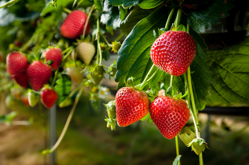 Strawberries being grown on table top irrigation system.