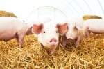 young piglet on hay at pig farm-pork