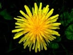 A dandelion is a common plant all over the world, especially in Europe, Asia, and the Americas. It is a well-known example of a plant that is considered a weed in some contexts (such as lawns) but not a weed in others (such as when it is used as a leaf vegetable or herbal medicine). weed