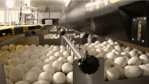 egg prices