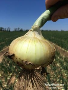 onion