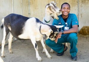 Two curious patients greet UC Davis veterinary school faculty member Munashe Chigerwe. Two curious patients greet UC Davis veterinary school faculty member Munashe Chigerwe.