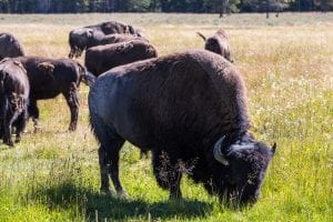 Bisons in Yellowstone National Park, Wyoming, USA