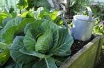 Cabbage grow in home vegetable garden. fertilizer