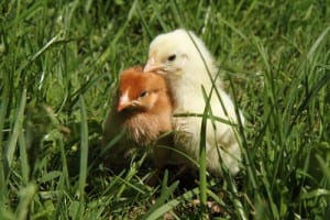 Chicks on grass
