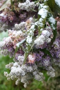 Spring Fruit Blossoms