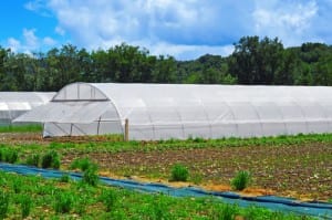 some high tunnels with different cultivars in a farm