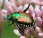 Japanese Beetle
