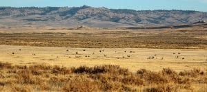 Photo credit: U.S. Forest Service