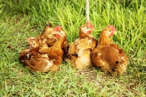 Small chickens graze on grass