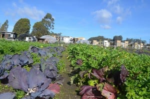 Field crops on the Homeless Garden Project. NRCS photo.