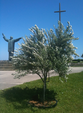 olive tree-st. augustine-fl