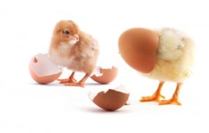 The yellow small chicks with egg