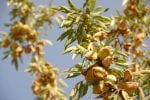 Almond tree at the harvest time. California, USA