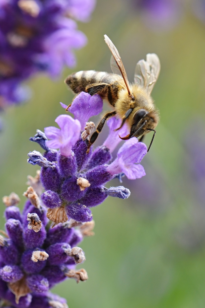 Butterfly and Pollinator Garden Southeast