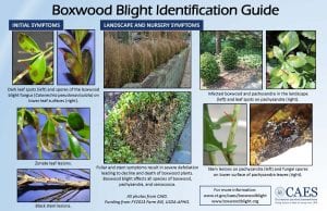 Boxwood Blight Identification Guide