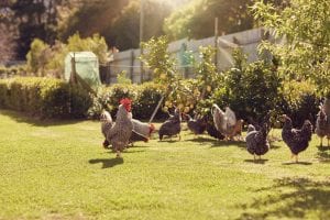 Chickens-walking-around-lawned-garden