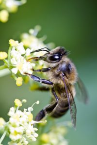 pollinator